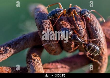Nahaufnahme von drei Ameisen, die auf einem rostigen, verdrehten Stück Metall krabbeln und den Kontrast zwischen organischer Bewegung und korrodierter Struktur hervorheben. Stockfoto