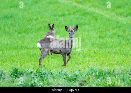 Rehe grasen leise in einem lebhaften grünen Feld, während das Sonnenlicht durchdringt und eine friedliche Atmosphäre schafft. Stockfoto