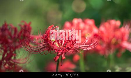 Wunderschöne Rote Spinnenlilie (Lycoris radiata) blüht im Sommergarten Stockfoto