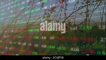 Vermischung trockener Gräser mit durchscheinenden Bestandsangaben auf der Wiese, mit Aufwärts- oder Abwärtspfeilen und gepunktetem Gras Stockfoto