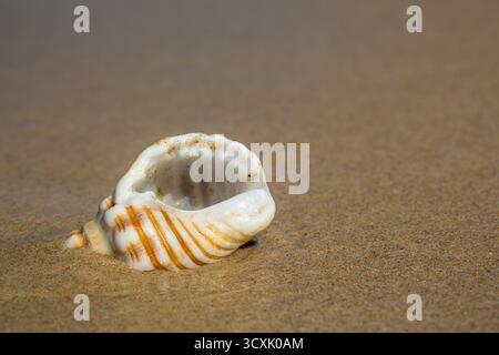 Eine Muschel ist teilweise im Sand vergraben und zeigt eine spiralförmige Form mit weißen und orange gestreiften Mustern. Stockfoto