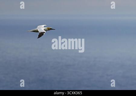 Ein nördlicher Tölpel (Morus bassanus) gleitet lautlos durch den Dämmerungshimmel, dessen lange Flügel weit gestreckt sind, während er mit Eleganz und Präzision von abo schwingt Stockfoto