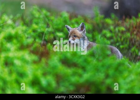 Ein neugieriger junger Rotfuchs (Vulpes vulpes) blickt durch eine dicke, lebendige grüne Vegetation in einem Frühlingswald und verschmilzt sich natürlich mit seiner Umgebung Stockfoto
