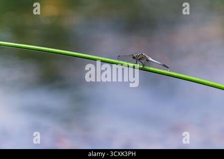 Ein männlicher Weißschwanzskimmer (Orthetrum albistylum) sitzt bei weichem Tageslicht auf einem einzigen grünen Stiel über dem ruhigen Wasser. Stockfoto
