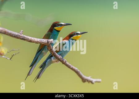 Zwei europäische Bienenfresser (Merops apiaster) sitzen bei hellem Tageslicht auf einem dünnen Zweig dicht beieinander. Stockfoto