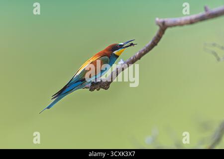Europäischer Bienenfresser (Merops apiaster) sitzt auf einem Zweig mit Insekten im Schnabel. Stockfoto
