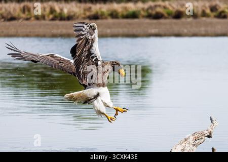 Der alte Steller-Seeadler (Haliaeetus pelagicus), auch als Pazifikadler bekannt, sucht nach den Fischen im Wasser Stockfoto