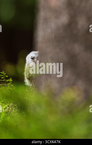Sehr junge Tawny-Eule (Strix aluco), die vorsichtig hinter einem Baum hervorblickt Stockfoto