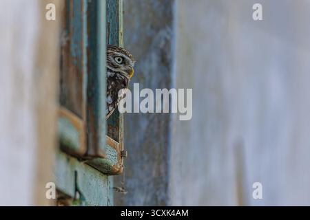 Kleine Eule (Athene noctua), die aus dem Fenster blickt Stockfoto