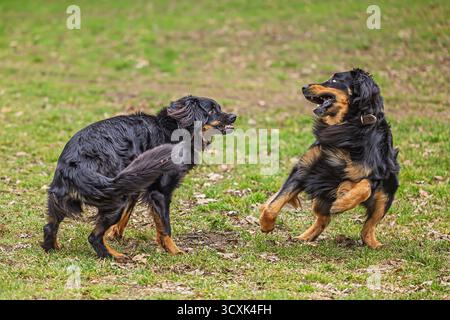 Zwei Hovawart-Hunde (Canis Lupus familiaris) spielen energisch auf einem grasbewachsenen Feld, stehen sich mit offenem Mund und ausdrucksstarker Körpersprache gegenüber Stockfoto