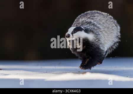Ein europäischer Dachs Meles meles rennt im scharfen Seitenlicht schnell über eine verschneite Waldlichtung. Stockfoto