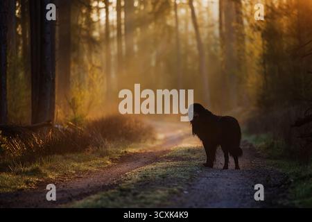 Schwarz-goldener Hovie Hund hovawart auf der Straße bei Sonnenaufgang Stockfoto