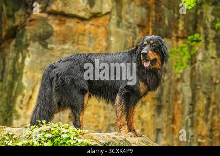 Schwarz-goldener Hovie-Hund hovawart in den Sandsteinfelsen Stockfoto