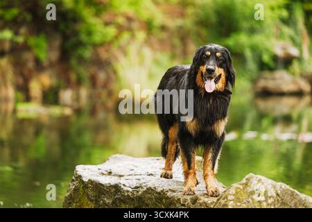 Schwarz-goldener Hovie-Hund hovawart posiert beiläufig Stockfoto