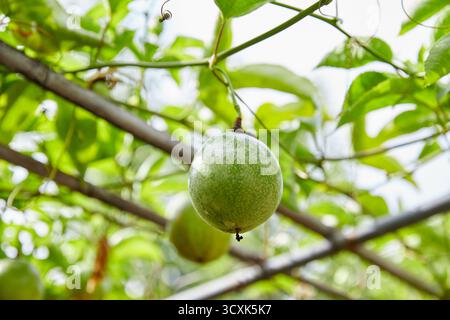Nahaufnahme der unreifen Passionsfrucht, die auf einem einheimischen Garten wächst Stockfoto