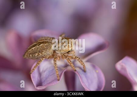 Eine flauschige braune springende Spinne auf dem violetten Blatt einer Fliederblume. Stockfoto