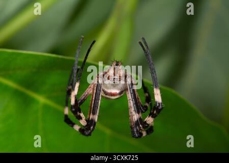 Eine Nahaufnahme einer Golden Orb-Weaver Spider (Argiope) auf einem grünen Blatt mit einem ausgeprägten Muster auf dem Bauch. Ein Porträt der Makrowelt. Stockfoto