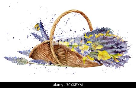 Ovaler Korb aus gewebtem Korb mit Lavendel, spanischem Besen spartium, Hummel, einzelnen Blumenstielen. Isolierte Illustration, handgezeichnet in Aquarell Stockfoto