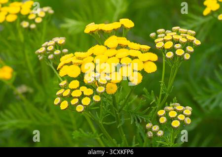 Tansy Flowers, Tanacetum Vulgare Stockfoto