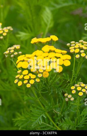 Tansy Flowers, Tanacetum Vulgare Stockfoto