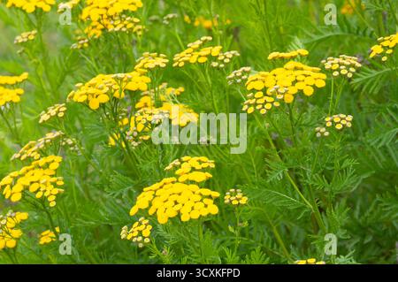 Tansy Flowers, Tanacetum Vulgare Stockfoto
