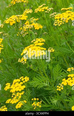 Tansy Flowers, Tanacetum Vulgare Stockfoto