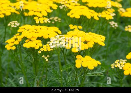 Tansy Flowers, Tanacetum Vulgare Stockfoto