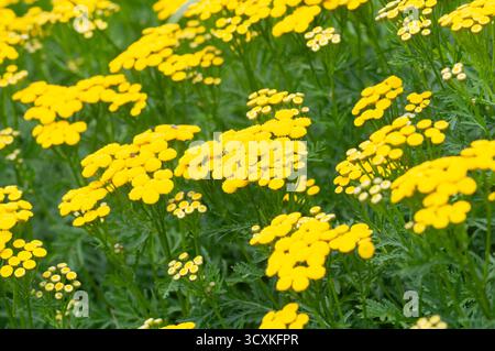 Tansy Flowers, Tanacetum Vulgare Stockfoto