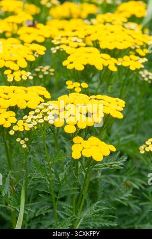 Tansy Flowers, Tanacetum Vulgare Stockfoto