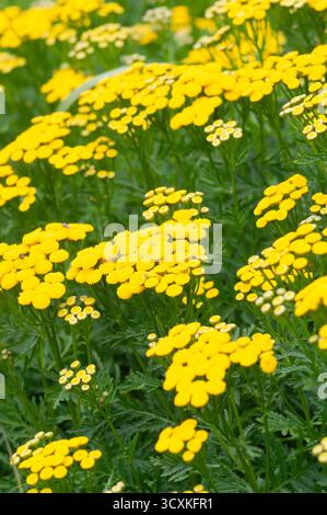 Tansy Flowers, Tanacetum Vulgare Stockfoto