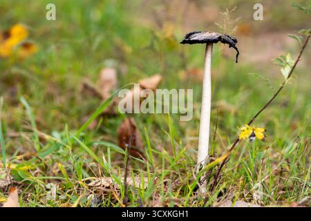 Bayern, Deutschland - 14. Oktober 2025: Auf einer Herbstwiese steht ein Haubenzünder Coprinus comatus. Der schlanke Pilz mit seinem schwarz-inky schmelzenden Deckel ist typisch für die Pilzsaison im Herbst *** ein Schopftintling Coprinus comatus steht auf einer herbstlichen Wiese. Der schlanke Pilz mit seinem schwarzen, tintenartig zerfließenden Hut ist typisch für die Pilzsaison im Herbst Stockfoto