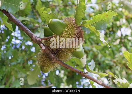 Detail der Blätter und unreifen Früchte von tukey-Eiche oder österreichischer Eiche, Quercus cerris, Fagaceae. Stockfoto