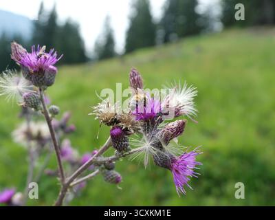 Eine Biene sammelt Nektar an der Blüte der kriechenden Distelblume. Detaillierte Nahaufnahme. Kopierraum. Stockfoto