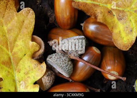 Eicheln im Herbst Stockfoto