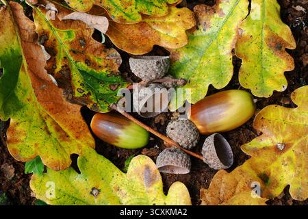 Eicheln im Herbst Stockfoto