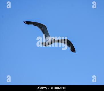 Elegante weiße Möwe im Flug vor einem hellblauen Himmel Hintergrund, symbolisiert Freiheit, Ruhe und die Schönheit des offenen Raums. Stockfoto
