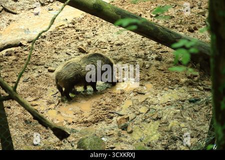 Verhaltensbeobachtung bei wildem Sus scrofa-Trinken aus natürlicher Schlammwasserquelle Stockfoto