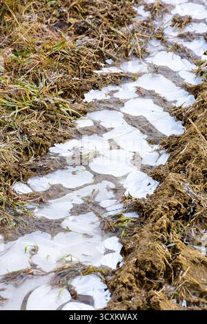Eisgefrorene Reifenspur auf unbefestigten Straßen. Schlamm- und Frostmuster. Nahaufnahme des Geländeuntergrunds im november Stockfoto