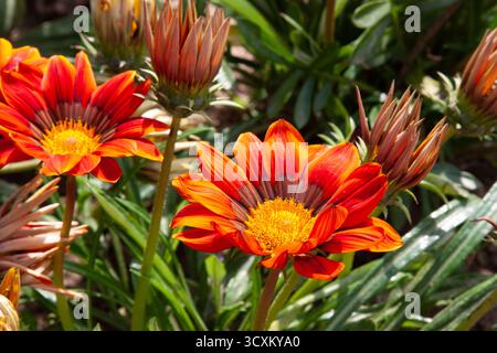 Leuchtend orangefarbene Blüten. Blumen Gazania im Blumenbeet. Ein wunderschönes Blumenmuster. Gelbe Blüten mitten im Sommer für Hintergrund, Post Stockfoto