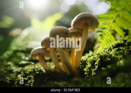 Pilze, Moos, Farn und die Sonne im Wald. Makro von vermutlich nicht essbaren Pilzen bei schönem Sonnenlicht, mit grüner Vegetation und verschwommenem Hintergrund Stockfoto