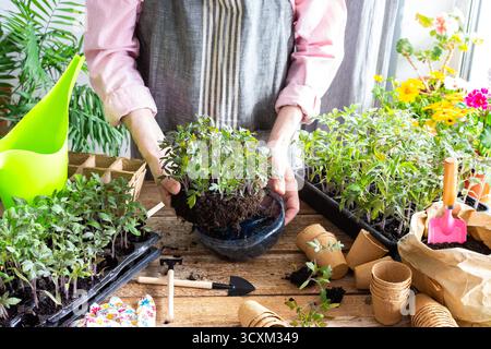 Ein Mann pflanzt junge Tomaten- und Paprikensetzlinge in Öko-Töpfe um, pflanzt Setzlinge aus Plastikbehältern in Torftöpfe um und bereitet sich auf die Frühlingspflanzung in den Boden vor Stockfoto