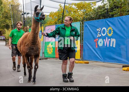ZSL London Zoo, Großbritannien. Oktober 2025. AND – das 11 Jahre alte Lama des Londoner Zoos außerhalb von „ZooTown“ – einem Mini-Zoo innerhalb eines Zoos – mit mehreren thematischen Rollenspielstationen, an denen Kinder sich bei Aktivitäten wie der Zubereitung von Mahlzeiten versuchen können Credit: Amanda Rose/Alamy Live News Stockfoto