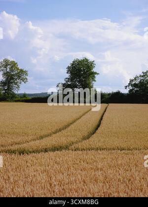 Blick über ein Feld im Sommer Stockfoto