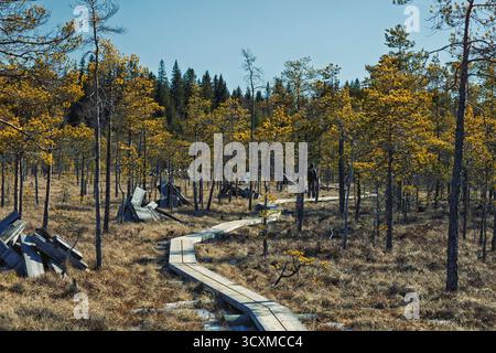 Ein Holzsteg führt durch einen kargen, herbstfarbenen Kiefernmoorwald mit einem Wanderer in der Ferne. Stockfoto