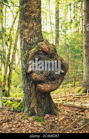 Ein großes, dunkles, unregelmäßiges Wachstum, möglicherweise ein Chaga-Pilz (Inonotus obliquus) oder ein Baumkrone, auf dem Stamm einer Birke in einer moosigen, grünen Fin Stockfoto
