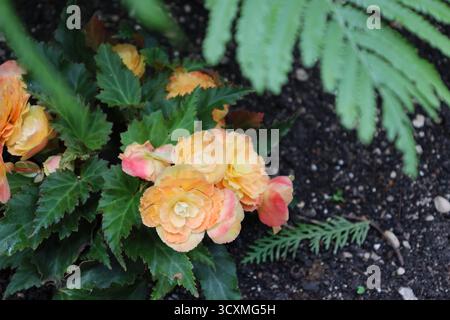 Weiße, gelbe, orange, rosa Blüten über glänzenden dunkelgrünen Blättern (Makro, Nahaufnahme) Stockfoto
