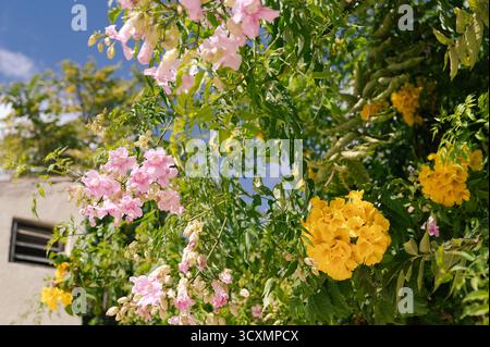 Eine lebendige und farbenfrohe Darstellung von rosa und gelben Blumen, wunderschön angeordnet in einem üppigen Garten unter einem sonnigen Himmel Stockfoto
