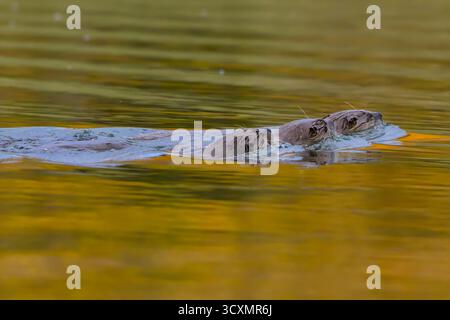 Familie von drei Flussottern, die über den Oxbow im Grand Teton National Park, Wyoming, schwimmen Stockfoto