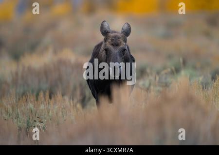 Shiras Elchkalb mit Blick nach vorne in den Sagebrushebenen des Grand Teton National Park, Wyoming Stockfoto