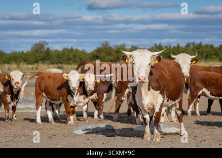 Hereford-Rinder an einem sandigen Küstengebiet. Eine Herde von Hereford-Kühen steht auf einer Wiese der Küsteninsel, umgeben von natürlichem Grasland und Felsbrocken. Stockfoto